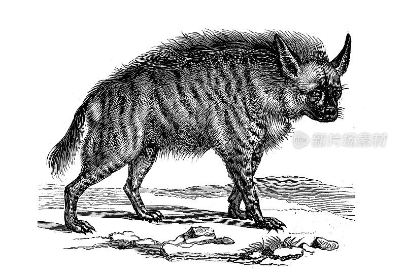 古董动物插图:条纹鬣狗(Hyaena Hyaena)